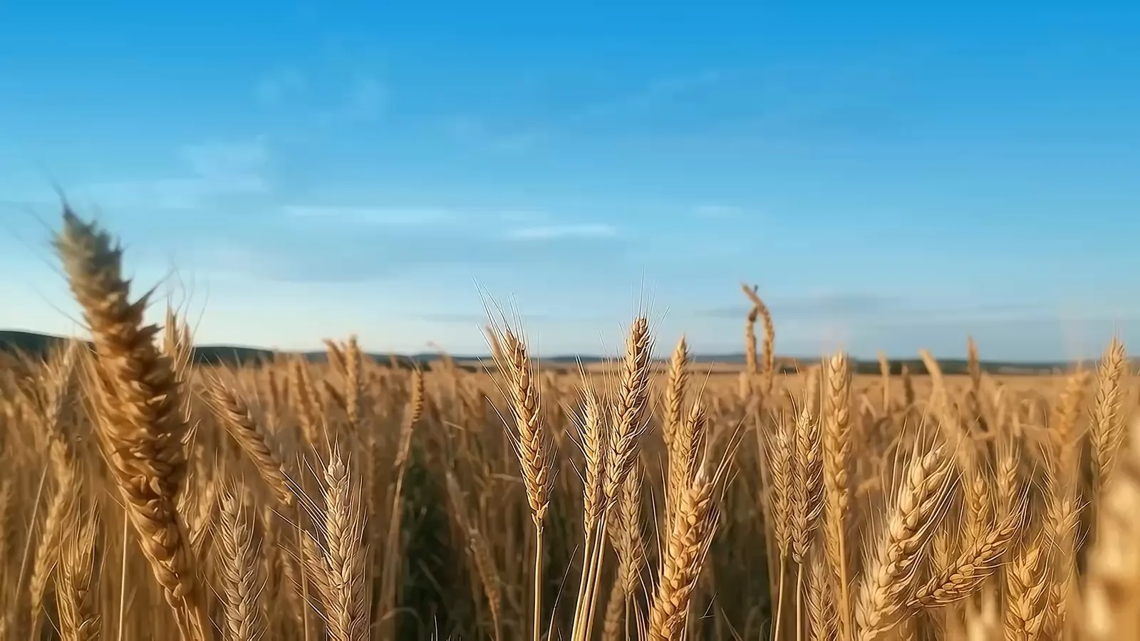 Búzamező a tiszta égbolt alatt
